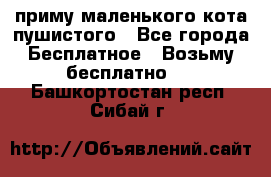 приму маленького кота пушистого - Все города Бесплатное » Возьму бесплатно   . Башкортостан респ.,Сибай г.